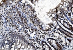 Invitrogen REA Monoclonal Antibody (2B5) 100 &mu;g | Buy Online | Invitrogen&trade; | Fisher Scientific