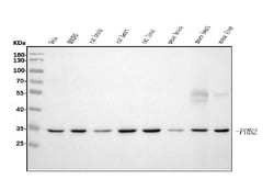 Invitrogen REA Monoclonal Antibody (2B5) 100 &mu;g | Buy Online | Invitrogen&trade; | Fisher Scientific