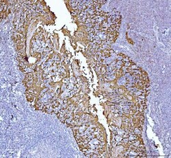 Invitrogen Maspin Monoclonal Antibody (7G4E1) 100 &mu;g; Unconjugated:Antibodies,