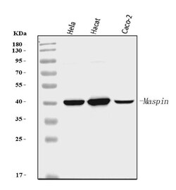 Invitrogen Maspin Monoclonal Antibody (7G4E1) 100 &mu;g; Unconjugated:Antibodies,