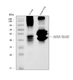 Invitrogen RAGE Monoclonal Antibody (5C6C1) 100 &mu;g; Unconjugated:Antibodies,