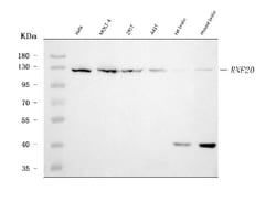 Invitrogen RNF20 Monoclonal Antibody (3C6E2) 100 &mu;g; Unconjugated:Antibodies,