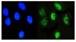 Invitrogen NFIA Monoclonal Antibody (16H11) 100 &mu;g; Unconjugated:Antibodies,