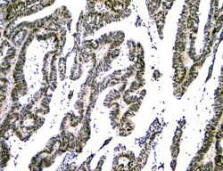 Invitrogen NFIA Monoclonal Antibody (16H11) 100 &mu;g; Unconjugated:Antibodies,
