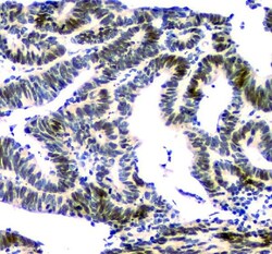 Invitrogen NFIA Monoclonal Antibody (16H11) 100 &mu;g; Unconjugated:Antibodies,