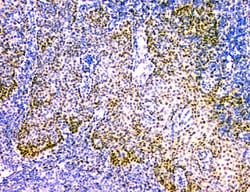 Invitrogen NFIA Monoclonal Antibody (16H11) 100 &mu;g; Unconjugated:Antibodies,
