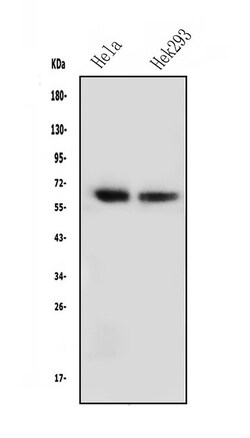 Invitrogen NFIA Monoclonal Antibody (16H11) 100 &mu;g; Unconjugated:Antibodies,
