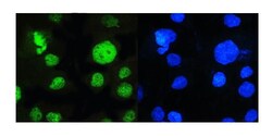 Invitrogen PCQAP Monoclonal Antibody (6F4) 100 &mu;g; Unconjugated:Antibodies,