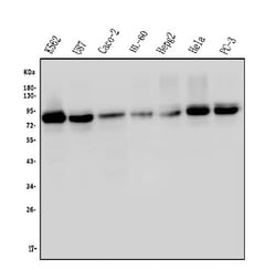 Invitrogen PCQAP Monoclonal Antibody (6F4) 100 &mu;g; Unconjugated:Antibodies,
