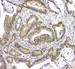 Invitrogen eIF6 Monoclonal Antibody (2I11) 100 &mu;g; Unconjugated:Antibodies,