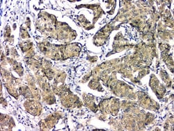 Invitrogen eIF6 Monoclonal Antibody (2I11) 100 &mu;g; Unconjugated:Antibodies,