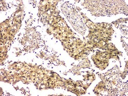 Invitrogen eIF6 Monoclonal Antibody (2I11) 100 &mu;g; Unconjugated:Antibodies,