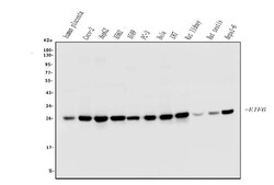 Invitrogen eIF6 Monoclonal Antibody (2I11) 100 &mu;g; Unconjugated:Antibodies,