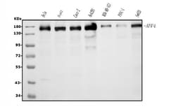 Invitrogen AFF4 Monoclonal Antibody (8G12) 100 &mu;g | Buy Online | Invitrogen&trade; | Fisher Scientific