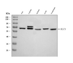 Invitrogen KLC1 Monoclonal Antibody (4F2D7) 100 &mu;g; Unconjugated:Antibodies,
