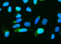 Invitrogen RNH1 Monoclonal Antibody (4F3) 100 &mu;g; Unconjugated:Antibodies,