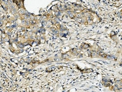 Invitrogen RNH1 Monoclonal Antibody (4F3) 100 &mu;g; Unconjugated:Antibodies,