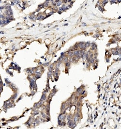 Invitrogen RNH1 Monoclonal Antibody (4F3) 100 &mu;g; Unconjugated:Antibodies,
