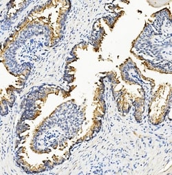 Invitrogen RNH1 Monoclonal Antibody (4F3) 100 &mu;g; Unconjugated:Antibodies,
