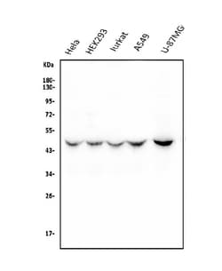 Invitrogen RNH1 Monoclonal Antibody (4F3) 100 &mu;g; Unconjugated:Antibodies,