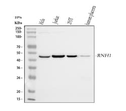 Invitrogen RNH1 Monoclonal Antibody (4F3) 100 &mu;g; Unconjugated:Antibodies,