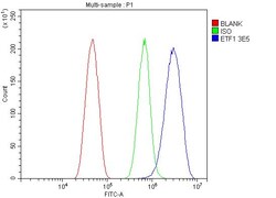 Invitrogen eRF1 Monoclonal Antibody (3E5) 100 &mu;g; Unconjugated:Antibodies,