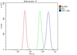 Invitrogen eRF1 Monoclonal Antibody (3E5) 100 &mu;g; Unconjugated:Antibodies,