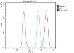 Invitrogen eRF1 Monoclonal Antibody (3E5) 100 &mu;g; Unconjugated:Antibodies,