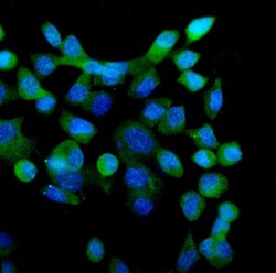 Invitrogen eRF1 Monoclonal Antibody (3E5) 100 &mu;g; Unconjugated:Antibodies,