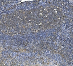 Invitrogen eRF1 Monoclonal Antibody (3E5) 100 &mu;g; Unconjugated:Antibodies,