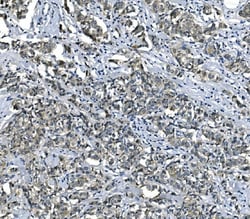 Invitrogen eRF1 Monoclonal Antibody (3E5) 100 &mu;g; Unconjugated:Antibodies,