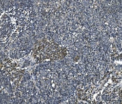Invitrogen eRF1 Monoclonal Antibody (3E5) 100 &mu;g; Unconjugated:Antibodies,