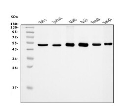 Invitrogen eRF1 Monoclonal Antibody (3E5) 100 &mu;g; Unconjugated:Antibodies,
