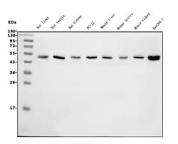 Invitrogen eRF1 Monoclonal Antibody (3E5) 100 &mu;g; Unconjugated:Antibodies,