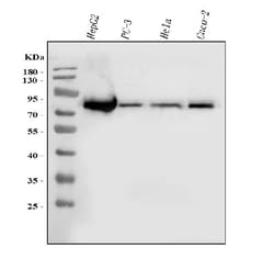 Invitrogen ACSL4 Monoclonal Antibody (4I7) 100 &mu;g; Unconjugated:Antibodies,