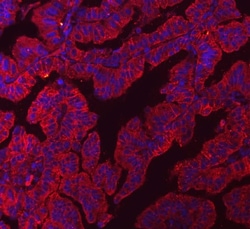 Invitrogen Claudin 3 Monoclonal Antibody (4C7D2) 100 &mu;g; Unconjugated:Antibodies,