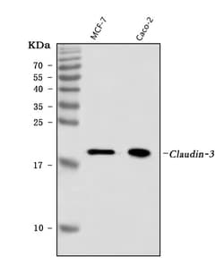 Invitrogen Claudin 3 Monoclonal Antibody (4C7D2) 100 &mu;g; Unconjugated:Antibodies,