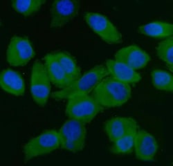 Invitrogen eIF5 Monoclonal Antibody (2F13C4) 100 &mu;g; Unconjugated:Antibodies,