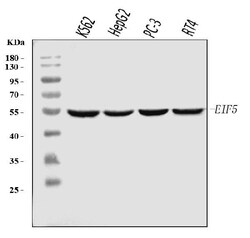 Invitrogen eIF5 Monoclonal Antibody (2F13C4) 100 &mu;g; Unconjugated:Antibodies,