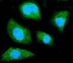 Invitrogen GNB1 Monoclonal Antibody (11F9) 100 &mu;g; Unconjugated:Antibodies,