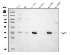 Invitrogen GNB1 Monoclonal Antibody (11F9) 100 &mu;g; Unconjugated:Antibodies,