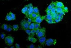 Invitrogen PCK2 Monoclonal Antibody (3F7) 100 &mu;g; Unconjugated:Antibodies,