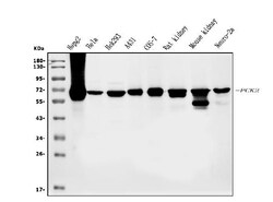 Invitrogen PCK2 Monoclonal Antibody (3F7) 100 &mu;g; Unconjugated:Antibodies,