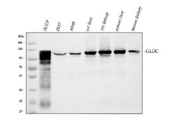Invitrogen GLDC Monoclonal Antibody (3D3D3) 100 &mu;g; Unconjugated:Antibodies,