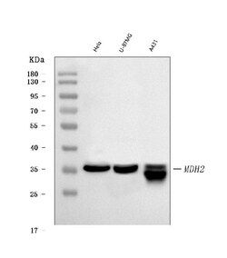 Invitrogen MDH2 Monoclonal Antibody (5D8C1) 100 &mu;g | Buy Online | Invitrogen&trade; | Fisher Scientific