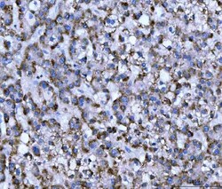 Invitrogen WDR1 Monoclonal Antibody (5C11C8) 100 &mu;g | Buy Online | Invitrogen&trade; | Fisher Scientific