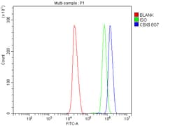 Invitrogen CBX8 Monoclonal Antibody (8G7) 100 &mu;g; Unconjugated:Antibodies,