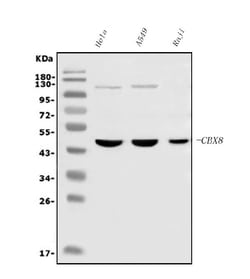 Invitrogen CBX8 Monoclonal Antibody (8G7) 100 &mu;g; Unconjugated:Antibodies,