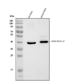 Invitrogen SH3GL2 Monoclonal Antibody (6I8E1) 100 &mu;g | Buy Online | Invitrogen&trade; | Fisher Scientific