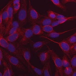 Invitrogen CALCOCO2 Monoclonal Antibody (9E2F2) 100 &mu;g; Unconjugated:Antibodies,